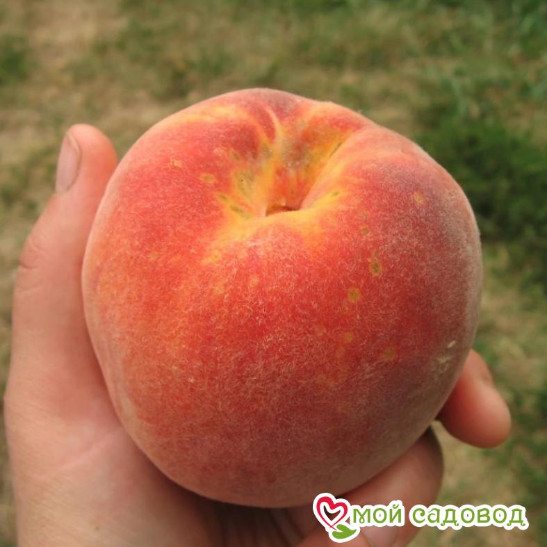 Персик Золотой Триумф колновидный