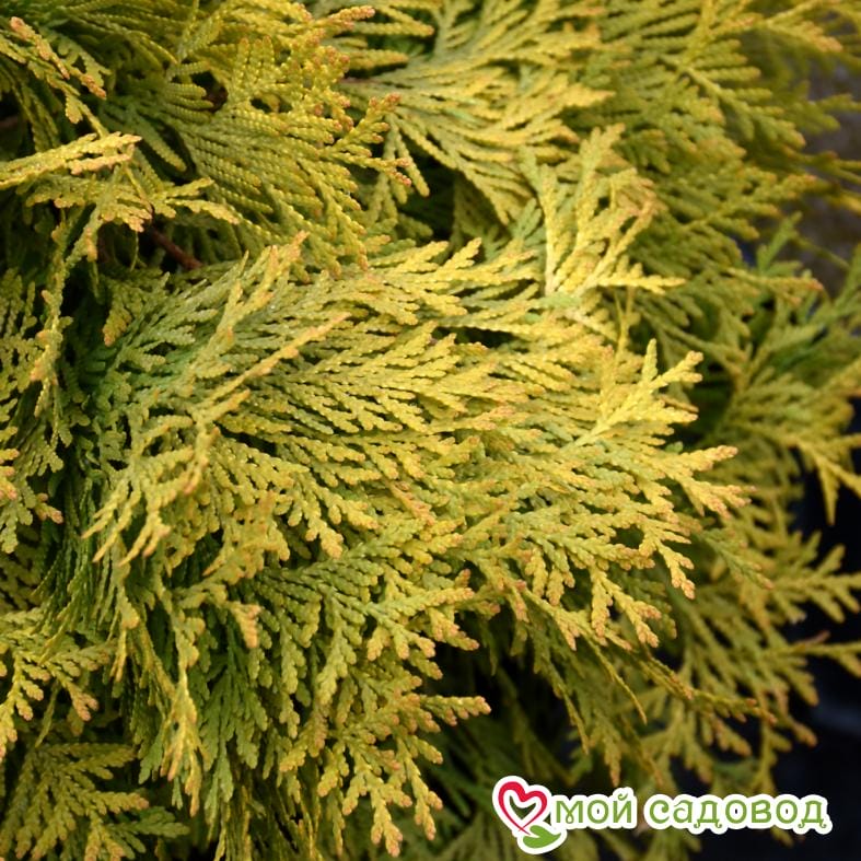 Туя западная Голден Глоб (Golden Globe)