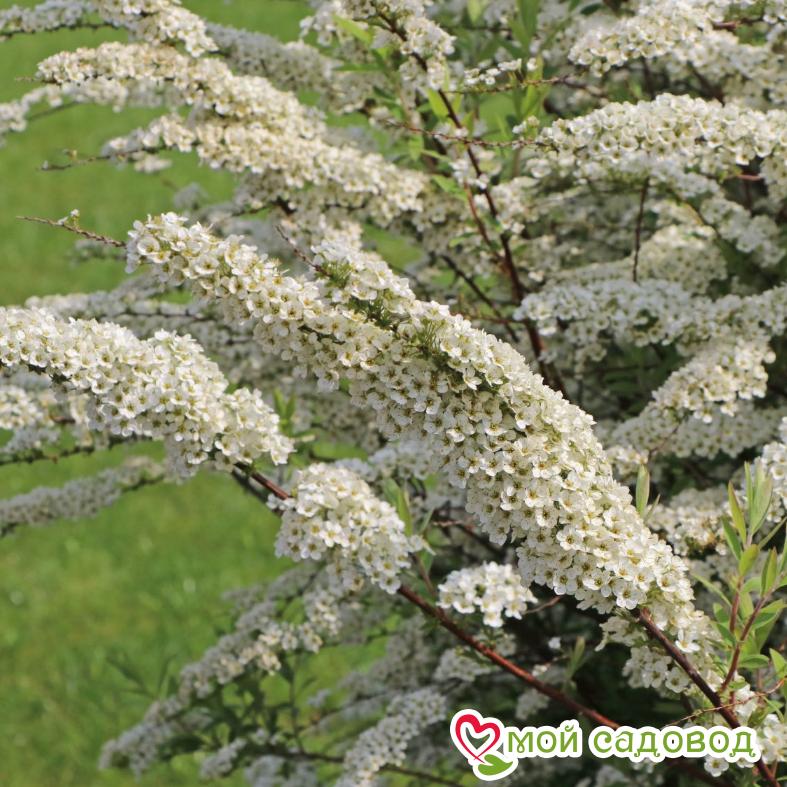 Спирея "Грефшейм"