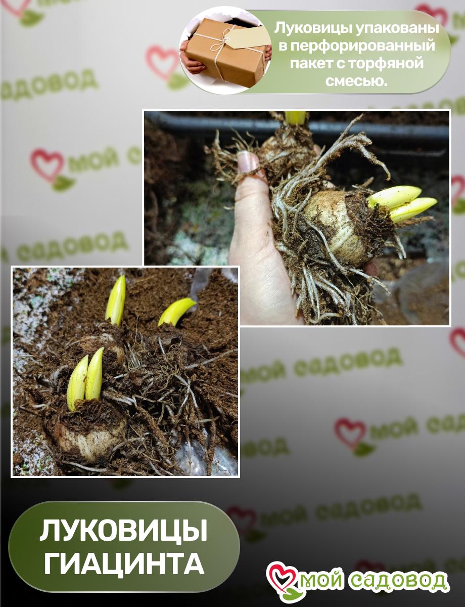 Гиацинт Блю Спринг