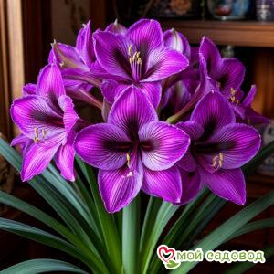 Амариллис Блат Оф Тайгер